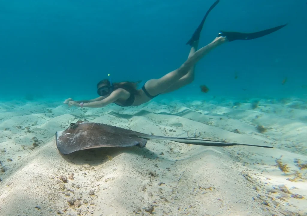 Plongez et découvrez les beautés sous marines des Grenadines.